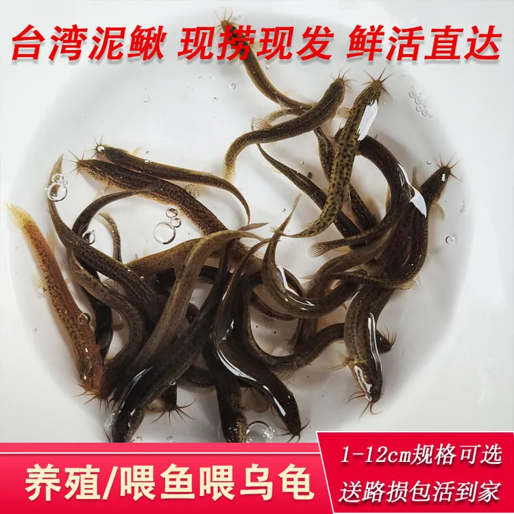 台湾泥鳅活体喂乌龟喂鱼翘嘴鲈鱼黑鱼饵料放养小朋友娱乐