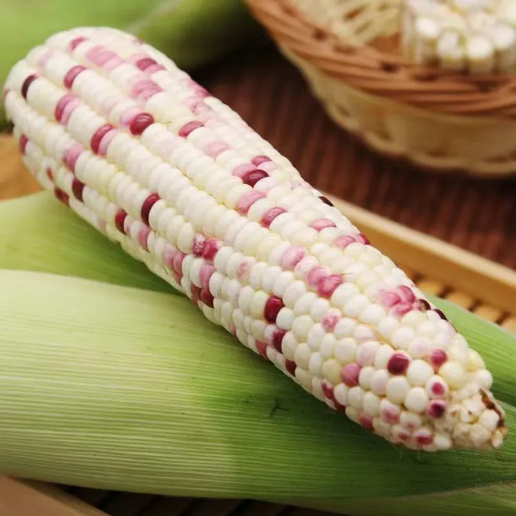 福建莆田农家新鲜采摘甜花糯玉米带叶包邮