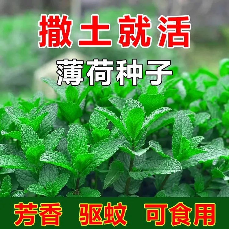【新疆包邮】食用薄荷种子留兰香四季播种室内阳台驱蚊植物盆栽种籽
