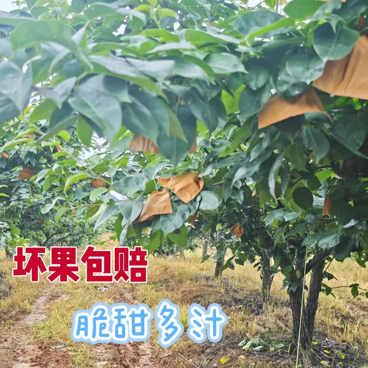 俺妈家新鲜爽口 脆梨