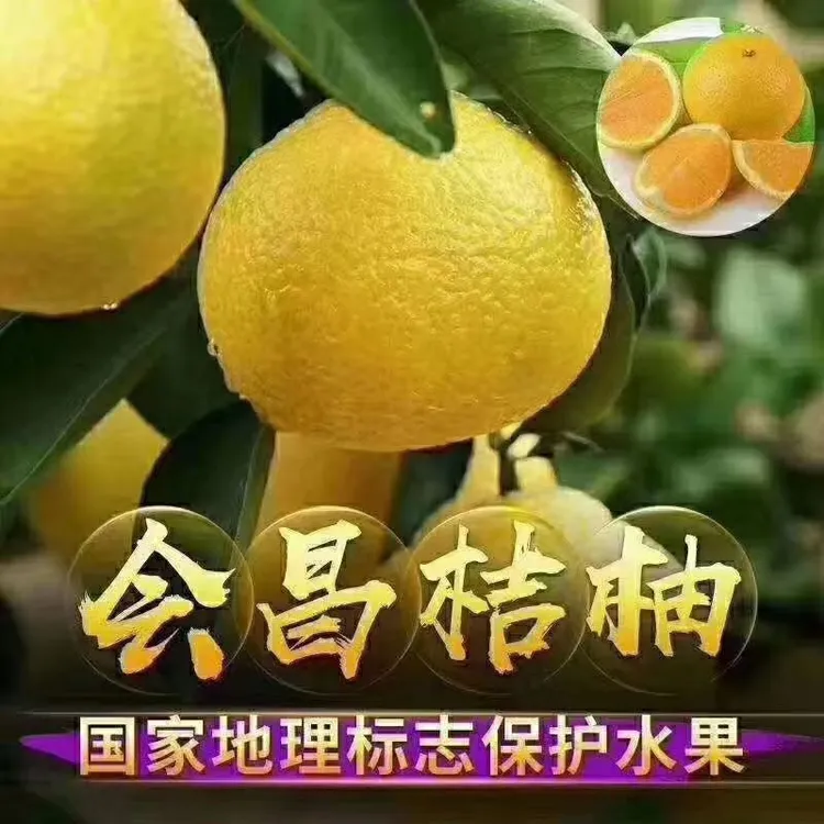 【静希专属】正宗江西赣州会昌桔柚新鲜当季水果纯甜非建阳庆元橘柚