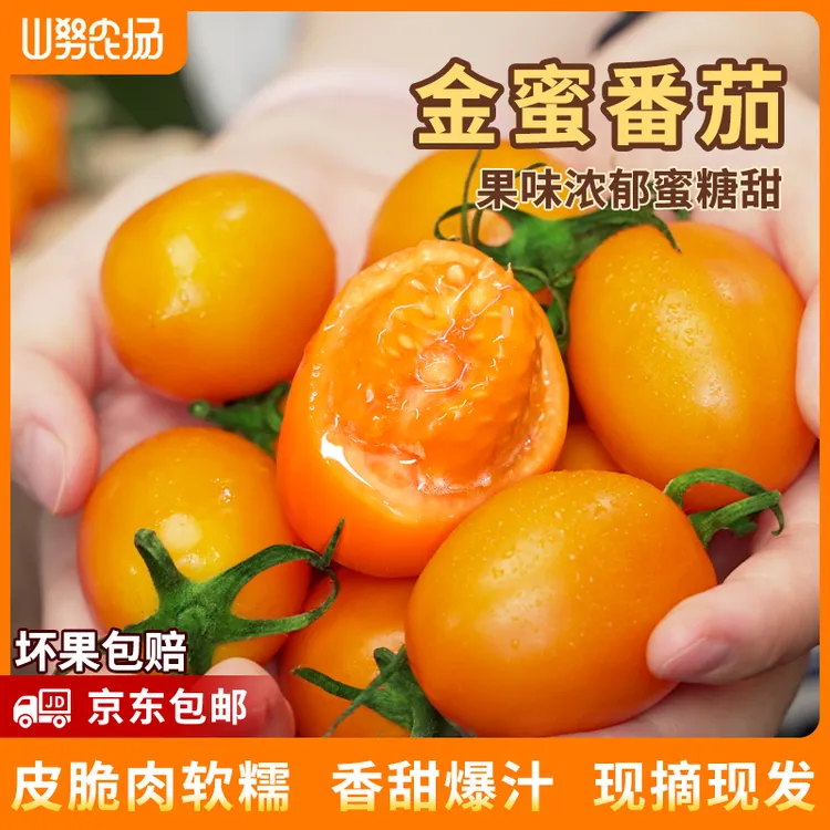【京东】山努金蜜番茄水果西红柿皮脆肉软糯香甜多汁新鲜生吃小柿子