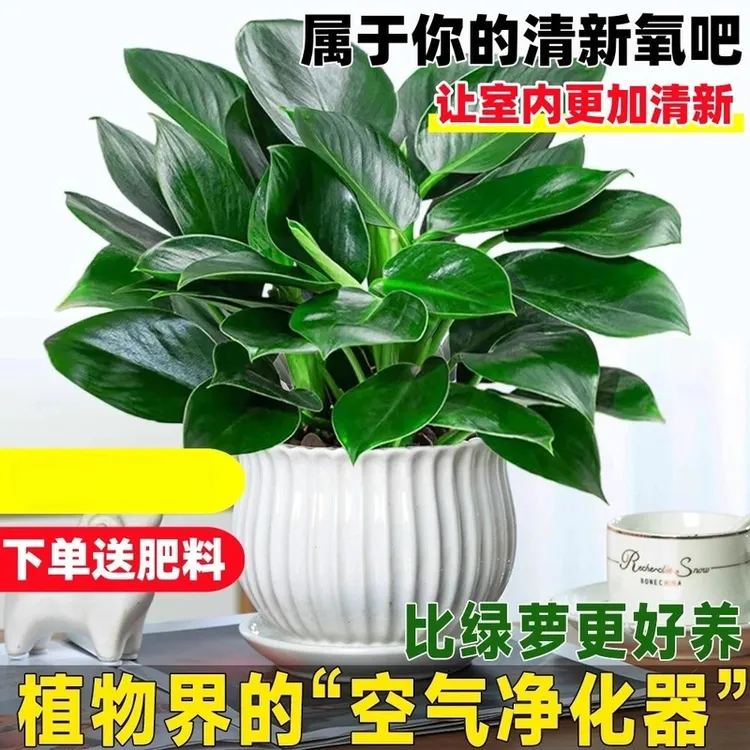 金钻客厅主卧办公室净化空气除甲醛美观室内绿植盆栽四季常青包邮