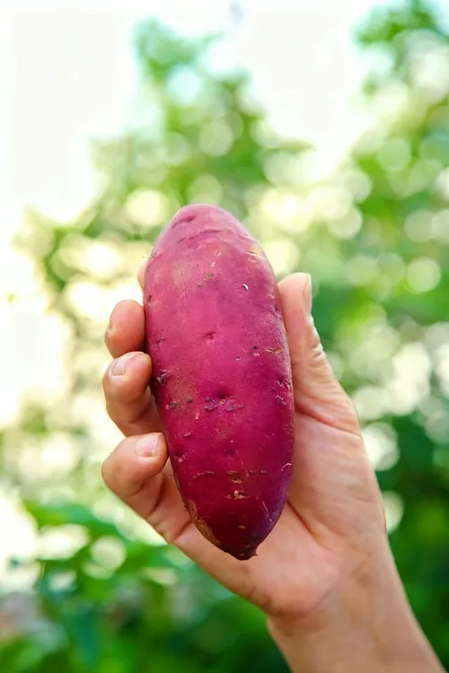 北盘农园锦田蜜薯玛莎莉红薯软糯香甜无筋无丝流蜜流油