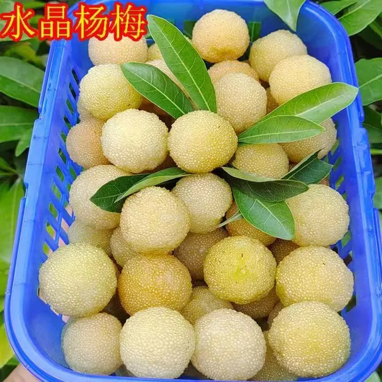 （带土带叶）嫁接水晶杨梅黑炭杨梅树苗南北方种植盆栽地栽