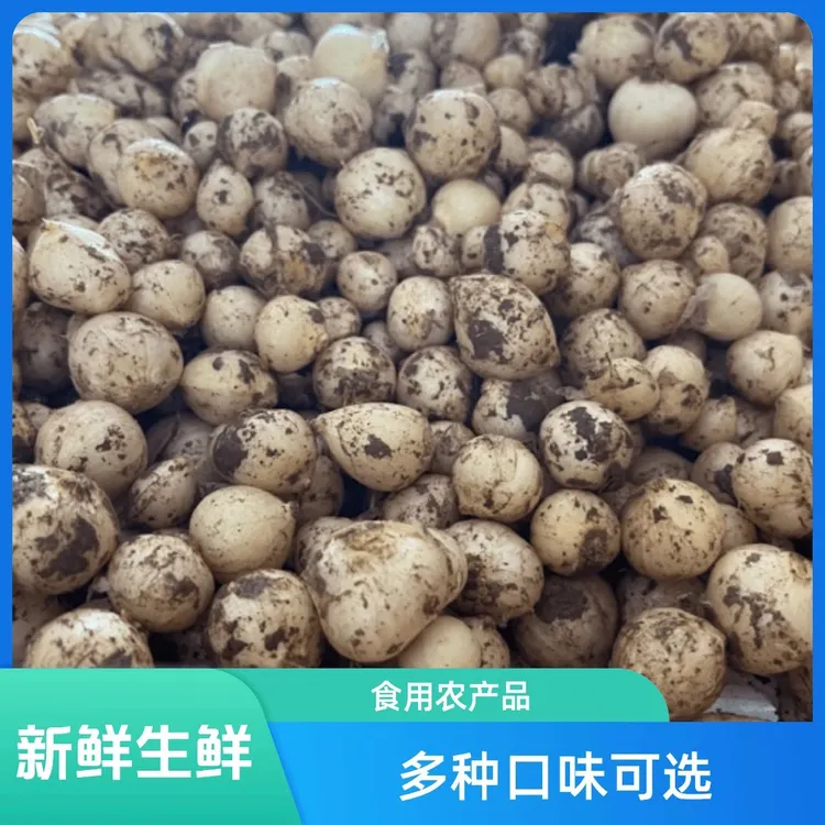 新鲜苦藠薤白小蒜小根蒜团葱可腌制凉拌野葱头