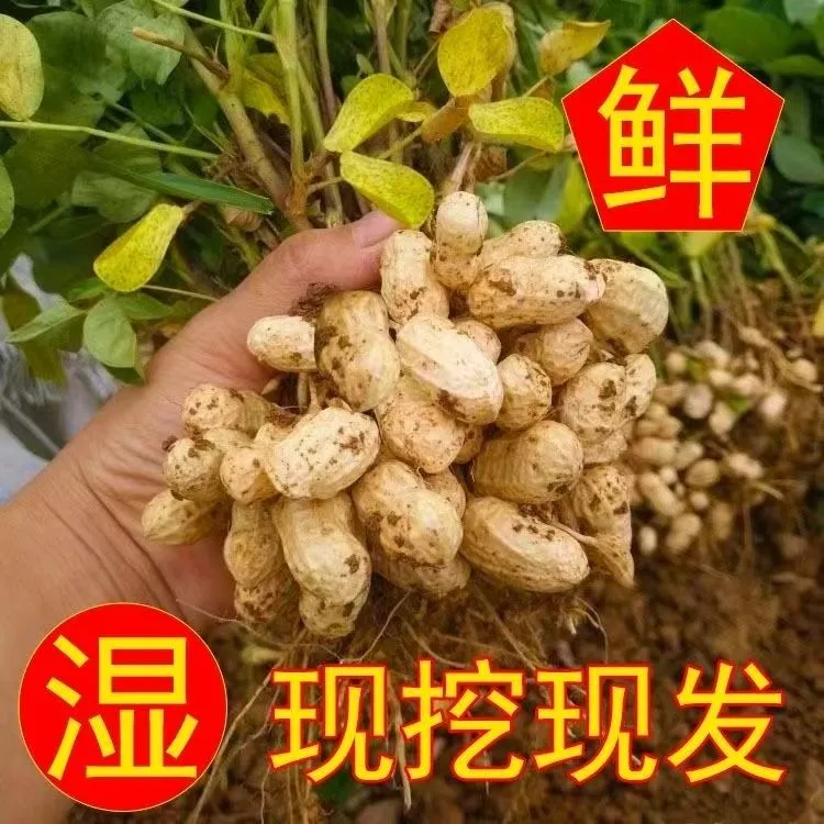 【25年现挖鲜花生】新鲜带泥花生粉红皮湿花生带壳生花生可生吃水煮