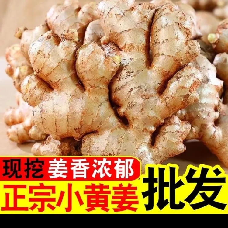 正宗云南小老姜姜黄现发生姜月子姜云南批发小生姜老姜批发