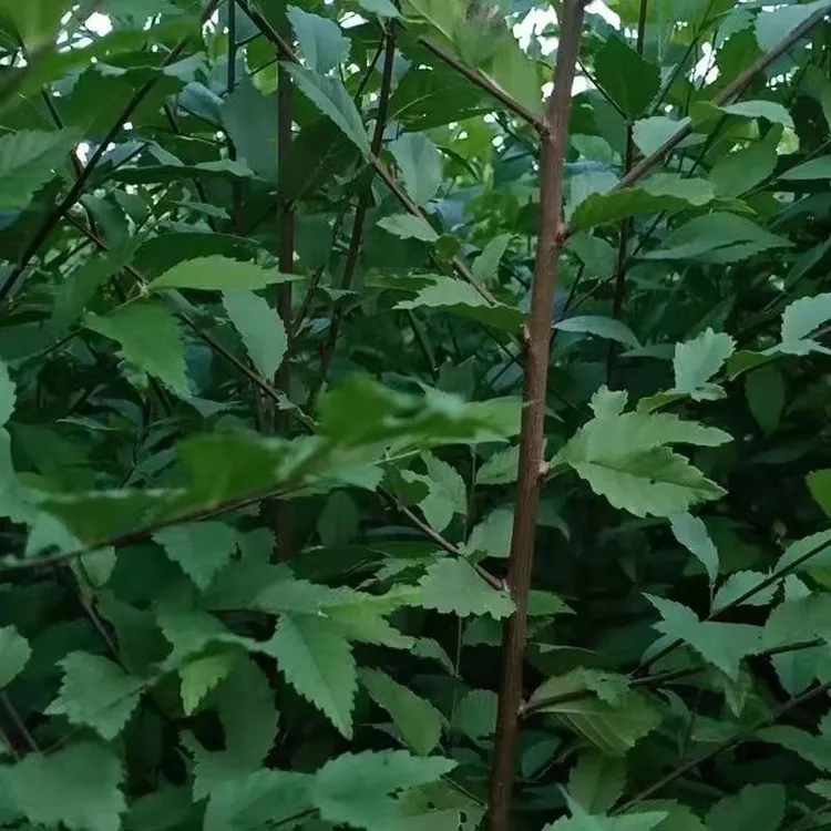 榆树苗耐寒榆树苗庭院种植苗木树苗榆树小苗榆树盆栽