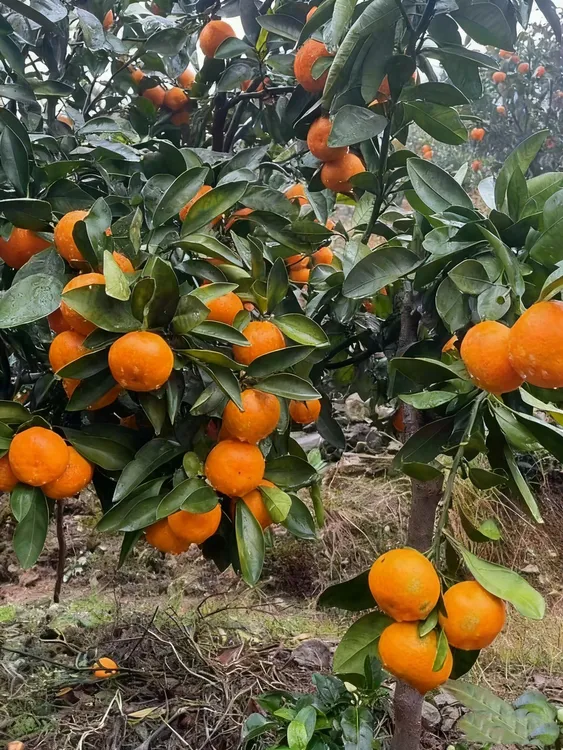 现摘台州临海高山蜜桔酸甜爽口应季新鲜水果