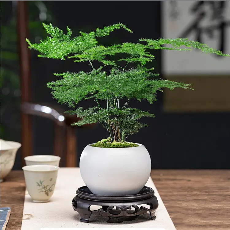 【文竹】盆栽植物室内净化空气办公室绿植花卉盆栽好养四季常青