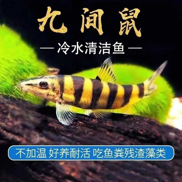 买1送1大个体九间鼠壮体沙鳅观赏鱼清洁工具清洁鱼缸粪便的鱼
