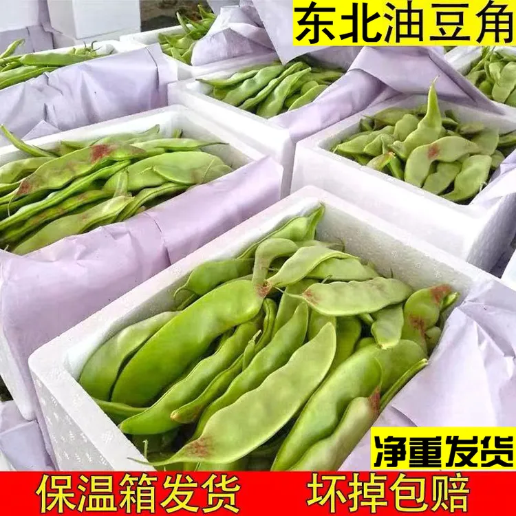 东北正宗油豆角新鲜蔬菜辽宁一点红油豆角面豆角开锅烂豆大包邮