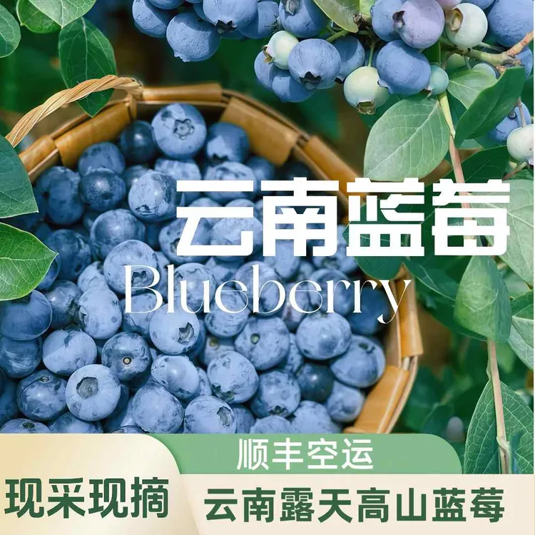 云南高山露天巨无霸蓝莓当季水果花果香浓郁现采现摘蓝莓顺丰空运