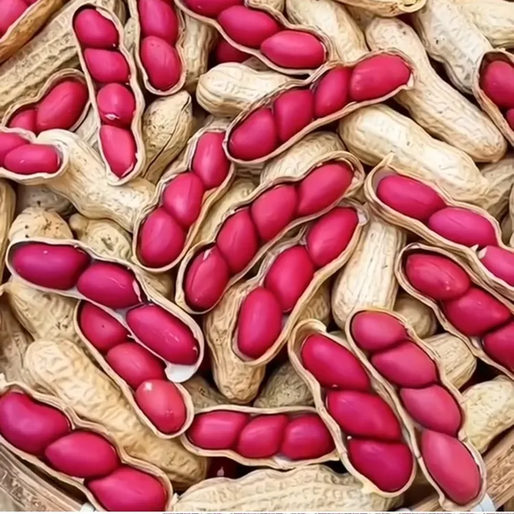 2025年带壳红皮四粒红干花生