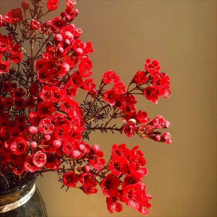 澳洲腊梅鲜切花水养花卉云南基地直发