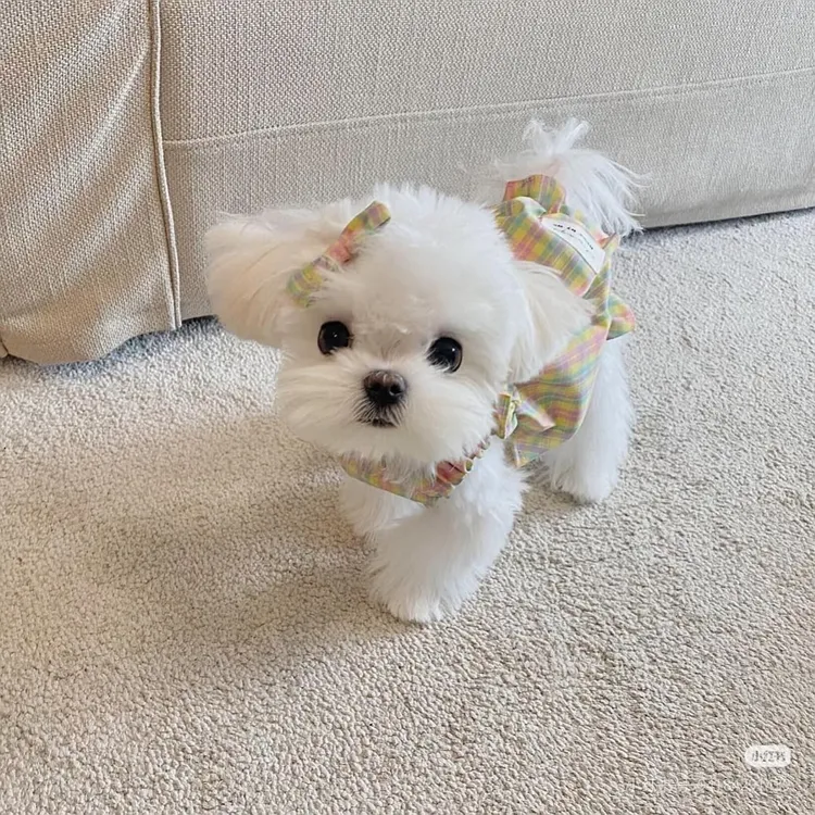 宠物狗马尔济斯犬售卖活体