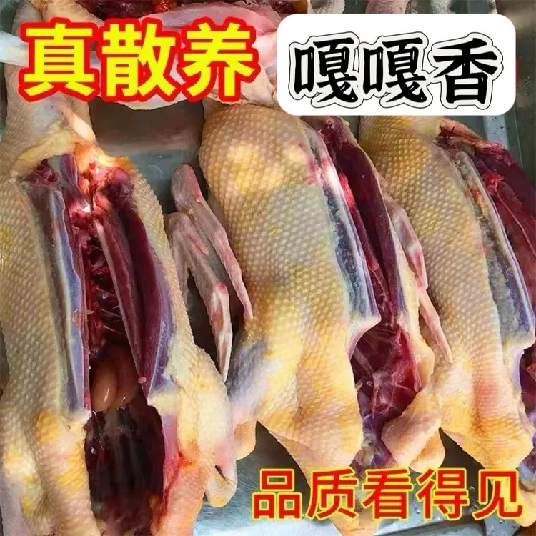 特大号番鸭鸭子整只新鲜散养现货现宰现发包邮公番鸭母番鸭黄皮鸭