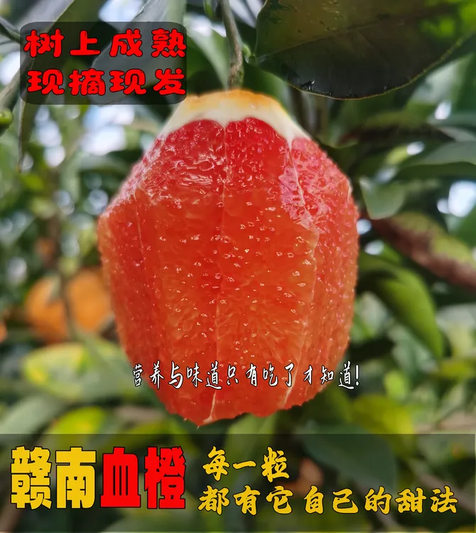 江西赣南血橙红心橙子当季新鲜整箱香橙甜橙冰糖果冻手剥时令水果