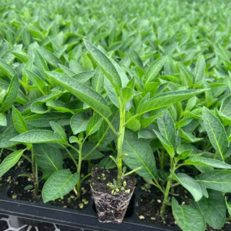 Pepino Melon云南石林人生果人参果圆果组培苗种源组培苗石林产地
