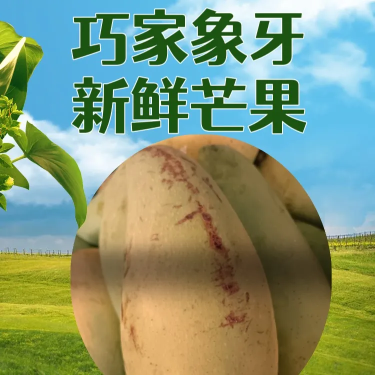 喜欢吃巧家老品种象牙芒果收藏店铺 ，明年六七月上市 