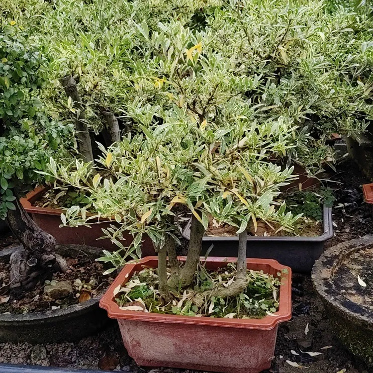 金边栀子带盆栽适合阳台室内室外摆放