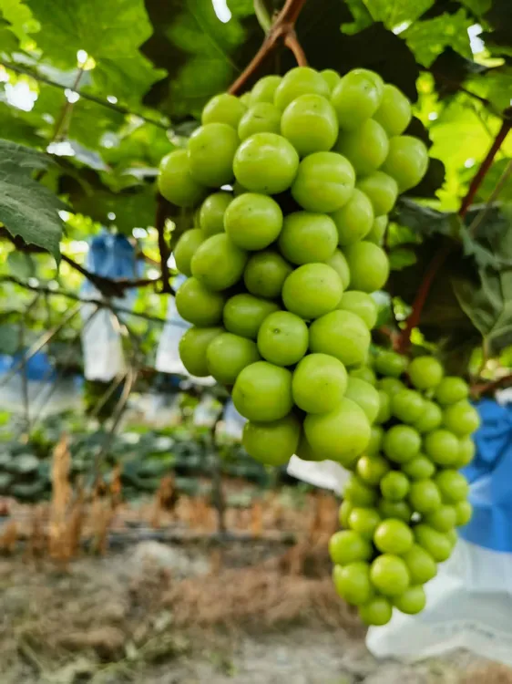 湖南现摘阳光玫瑰葡萄青提无籽新鲜应季水果大果