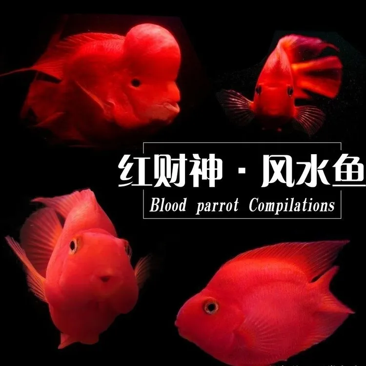 红鹦鹉鱼活鱼财神鹦鹉鱼热带观赏鱼淡水鱼苗血红鹦鹉鱼观赏鱼