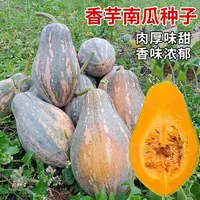 【满五包包邮】香芋南瓜种子新品种粉糯板栗南瓜子四季高产早熟