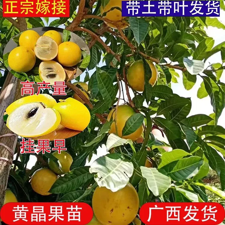 果树苗带果发货黄宝石盆栽庭院种植四季结果耐寒品种