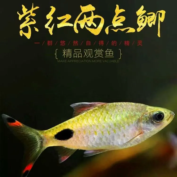 紫红两点鲫原生道斯金鲃群游好养耐活适合原生缸广温鱼淡水