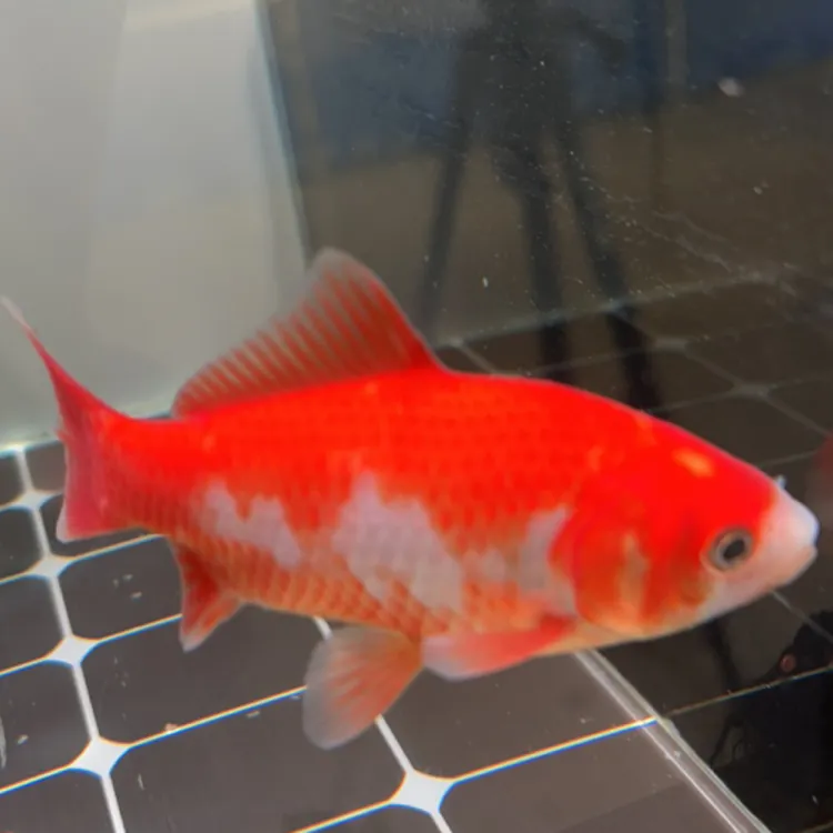 360号玉面七鳍花红短尾草金鱼（母鱼）