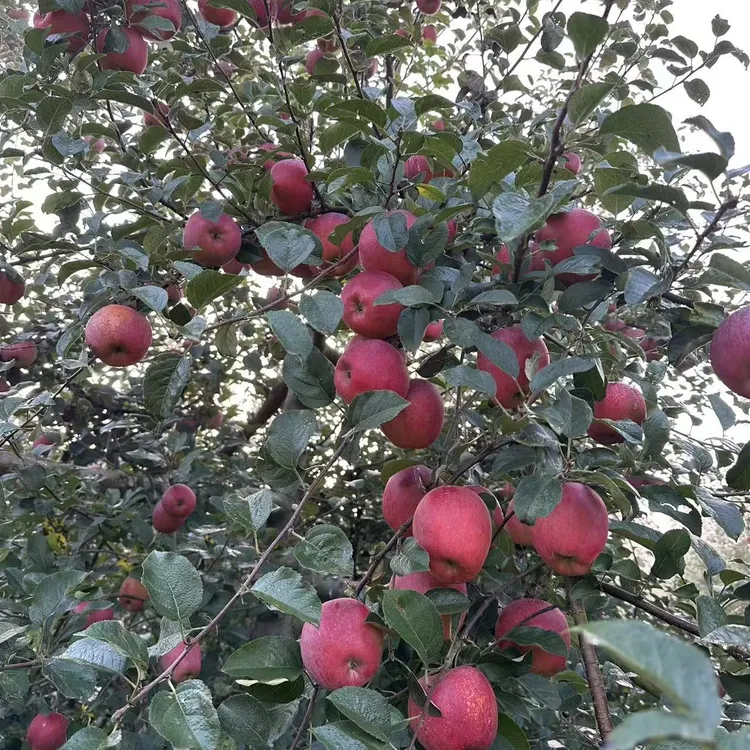 （中通圆通包邮）云南昭通中熟品种2001苹果酸甜口感新鲜采摘发货。