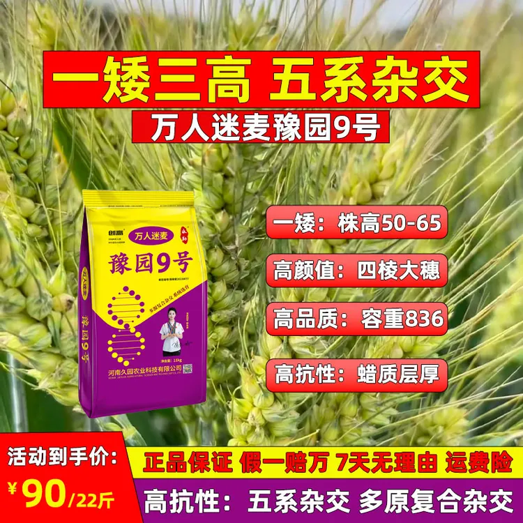 豫园9号小麦种子矮杆大抗冻耐寒一矮三高五系杂交