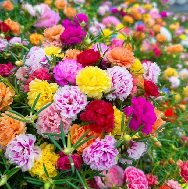 【太阳花老桩】重瓣太阳花四季可种植简单好养盆栽绿植花卉室内室外