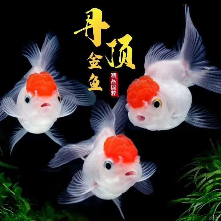 鸿运当头金鱼冷水鱼鹤顶红招财观赏鱼泰狮兰寿淡水活鱼好养耐活