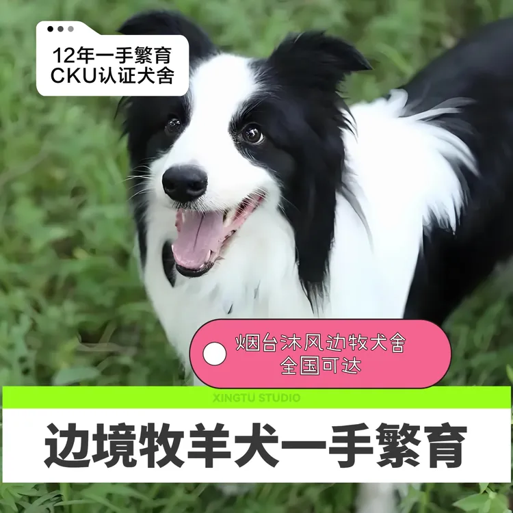 边牧牧羊犬活体链接全一手繁育