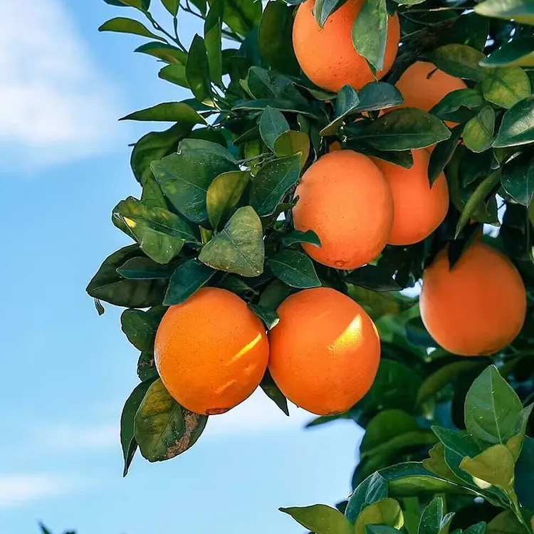 【现摘现发】赣南脐橙新鲜正宗寻乌橙子当季水果赣州甜橙包邮10斤