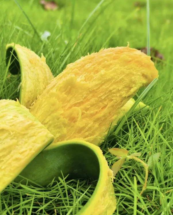 产地直发新鲜当季爆香爆甜桂七