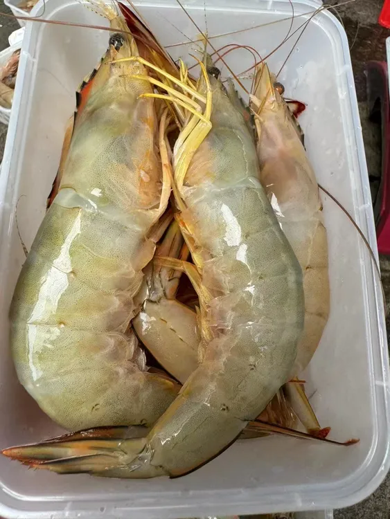 湛江本地天然海虾 北部湾明虾深海