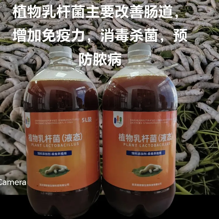 植物乳杆菌养蚕专用