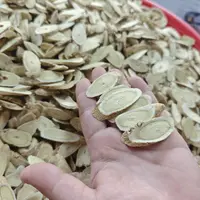 北 芪  黄芪500克
