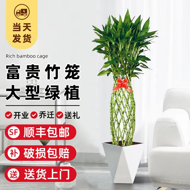 富贵竹笼客厅大盆栽大型绿植物竹编新房办公室旺宅室内观音竹土培