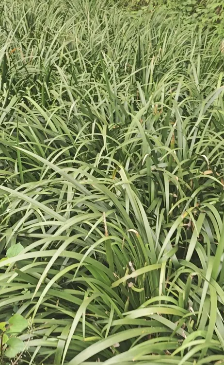 红心宽叶石菖蒲种苗 主根3-12公分 1-3个芽头现挖直发
