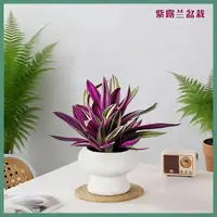 紫露兰绿植盆栽室内吸除甲醛花卉办公桌面防辐射客厅桌摆植物