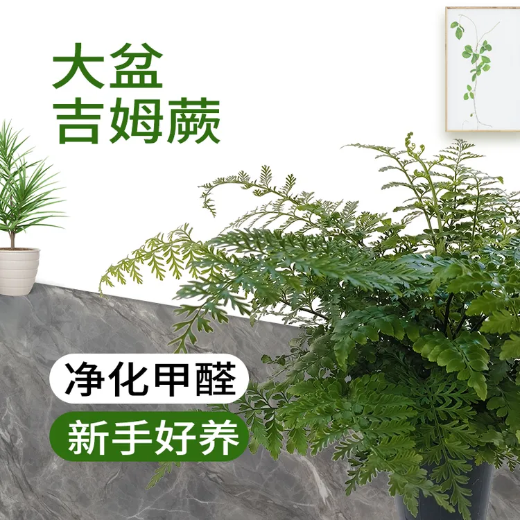 吉姆蕨网红绿植四季常青室内客厅办公室好养耐阴净化空气盆景盆栽
