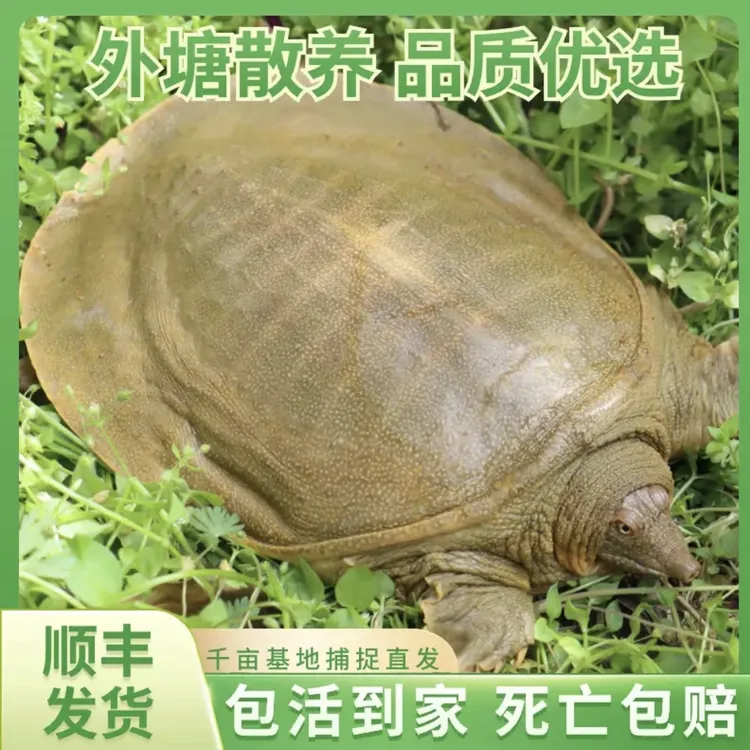 公甲鱼（单只3.5-4斤）【青黄背】甲鱼  外塘 顺丰包邮