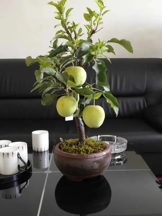 直播间一物一拍造型老桩盆栽