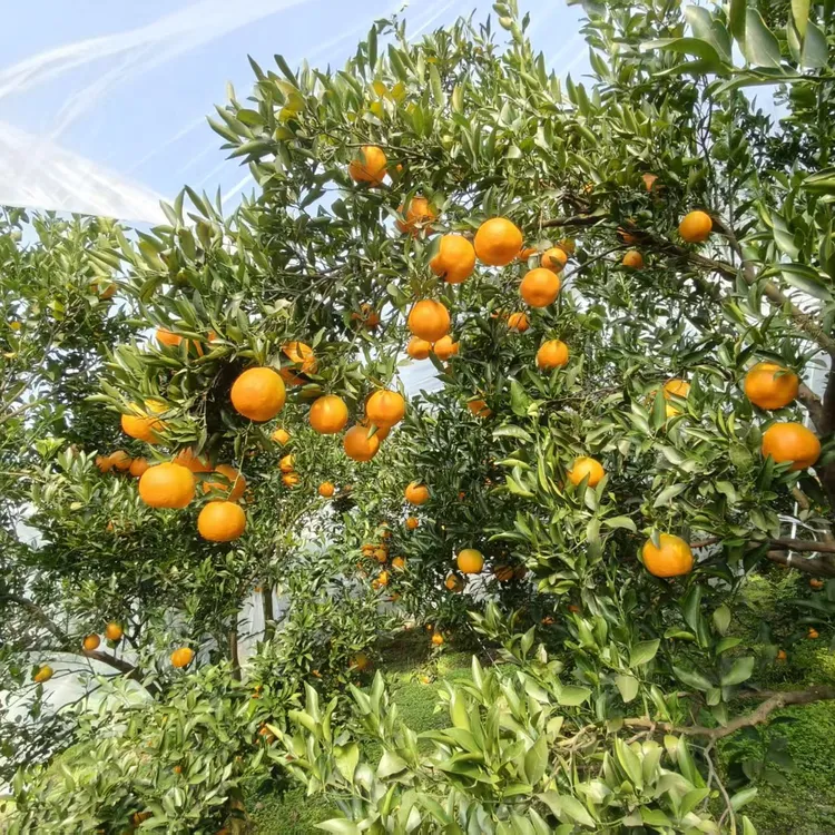 四川荣县留佳镇早熟椪柑现摘现发