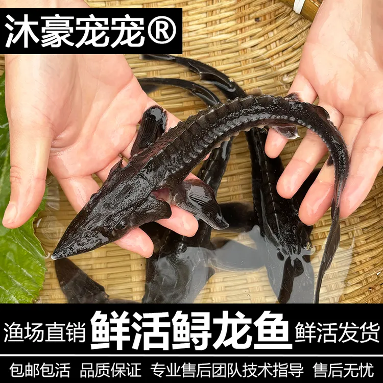 沐豪宠宠尖嘴鲟【运营推荐】水花鱼苗鲜活鸭嘴鲟苗淡水观赏鱼鲟龙鱼